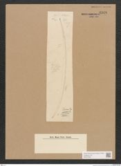Diatomeae indet. Zeichnungen Sammlung Grunow Nr. 4548 (NHMW-BOT-W0372508)